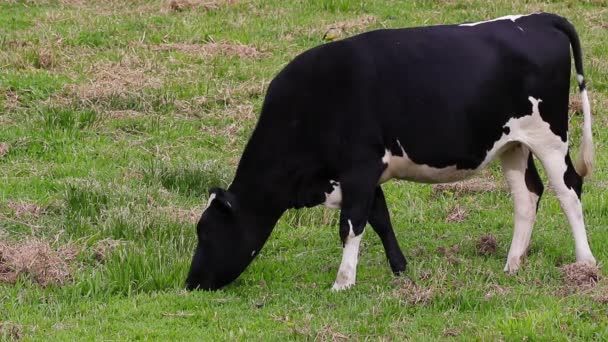 Kuh Auf Der Weide — Stockvideo