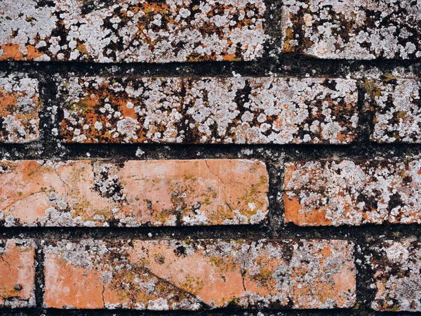A closeup shot of damage caused by efflorescent of mold on a brick wall