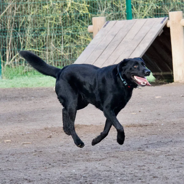 Mad running black Labrador dog appearing to hover above the ground in a off-leash park dog.