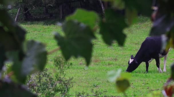 Uma Vaca Leiteira Pastando Pasto Dia Chuvoso — Vídeo de Stock