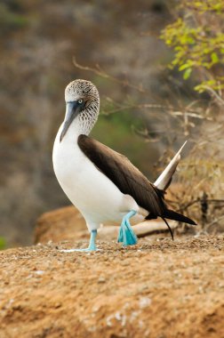 galapagos island blue footed boobie posing for the camera clipart