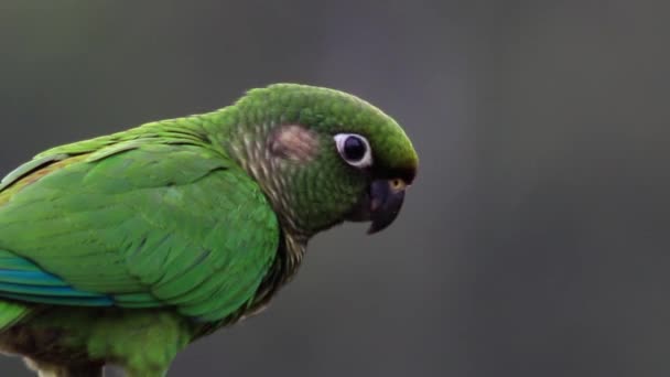 Primo Piano Uccello Verde Bianco — Video Stock