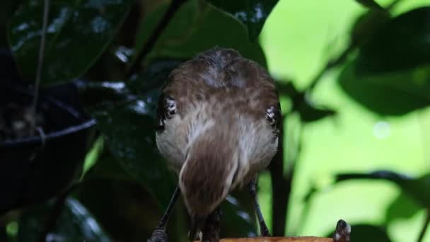 Gros Plan Bel Oiseau — Video