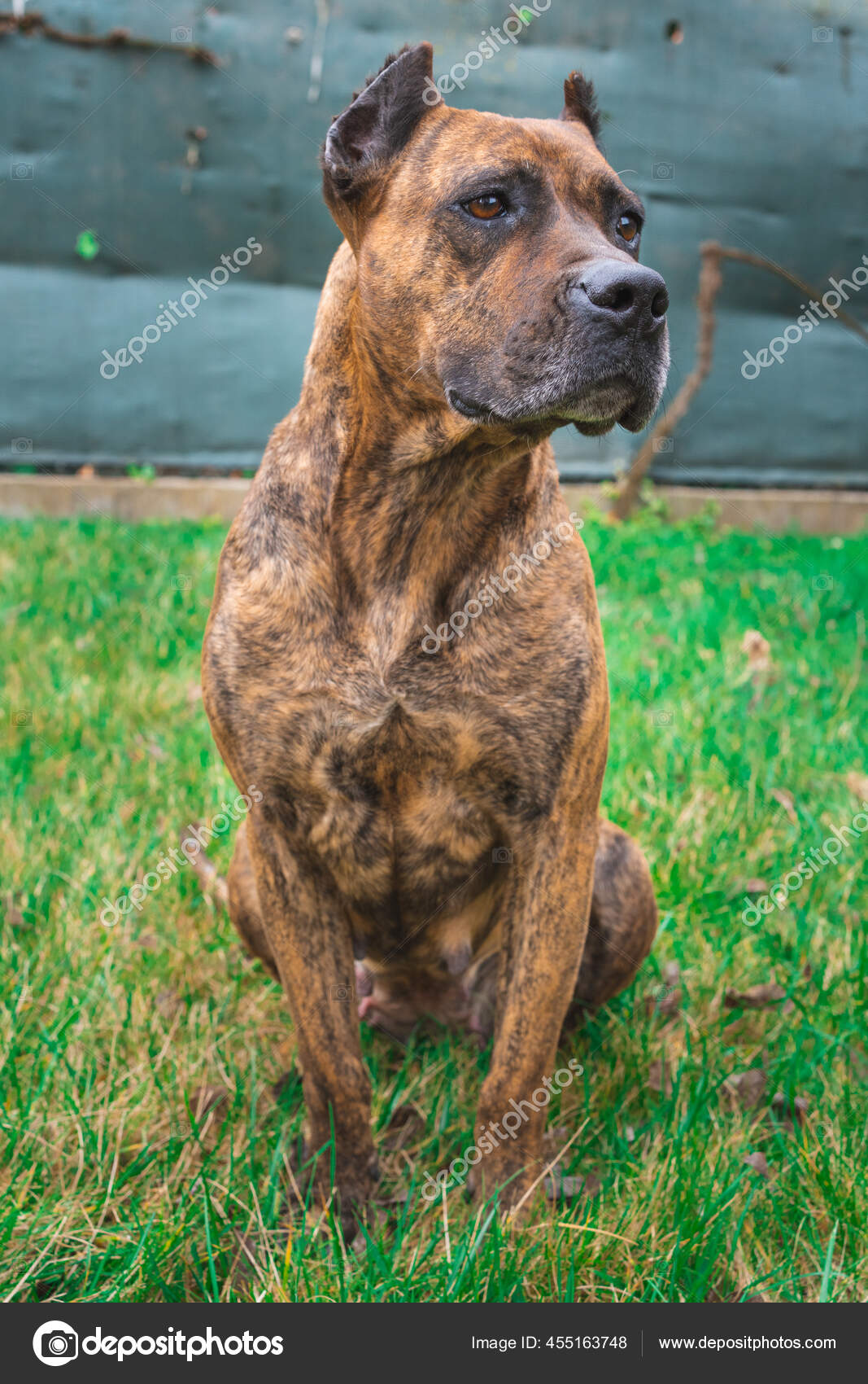 Spanish Mastiff Presa A Presa Popular Canario 2025