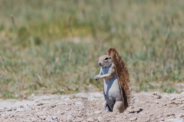 A cape ground squirrel in its natural habitat