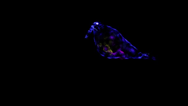 Светящийся Зелёный Морж Звёздной Пылью Медленно Плавающий Тёмном Океане — стоковое видео