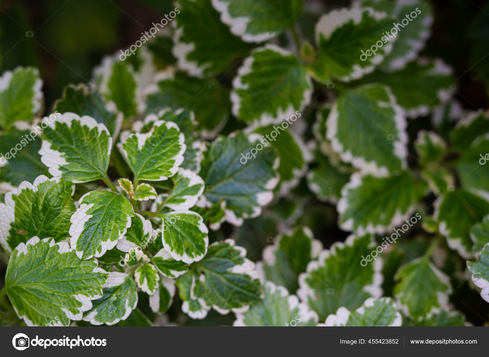 Fotos de Folhas verdes bordas brancas, Imagens de Folhas verdes bordas  brancas sem royalties | Depositphotos