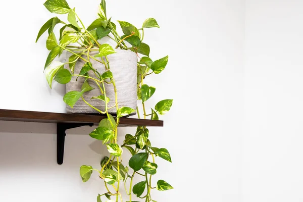 A beautiful devil\'s vine or devil\'s ivy plant in a flowerpot on the wooden shelf; white background with a copy space