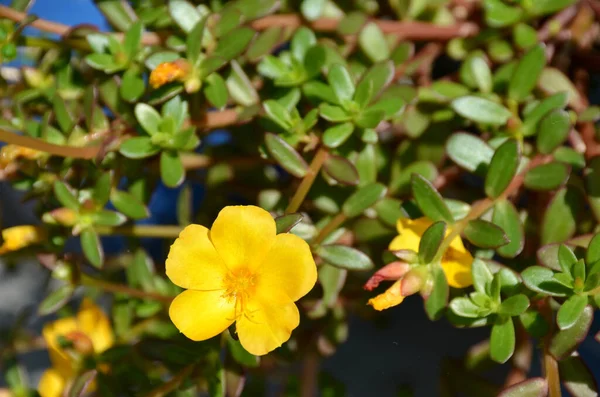 Tiro Close Flores Petúnia Amarelas Com Folhas Verdes Jardim — Fotografia de Stock