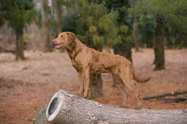 Ujmujący Typowy Pies Chesapeake Bay Retriever Lesie — Zdjęcie stockowe