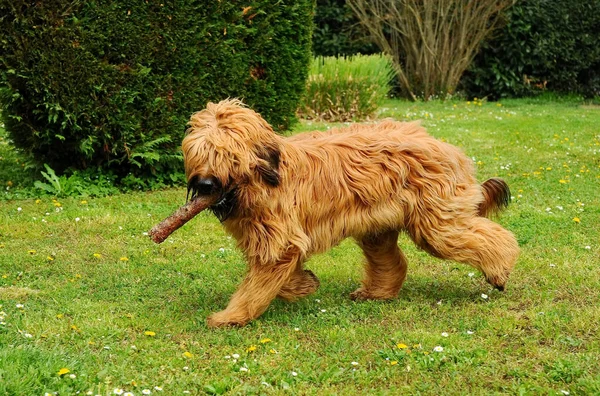 Cute Brown Briard Dog Playing Park — Stock Photo, Image