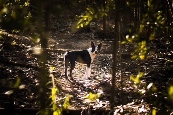 Ένα Χαριτωμένο Μαύρο Boston Terrier Σκυλί Στη Φύση — Φωτογραφία Αρχείου