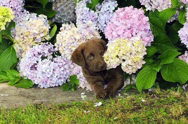 Adorable Brown Puppy Chesapeake Bay Retriever Surrounded Flowers — Stock Photo, Image