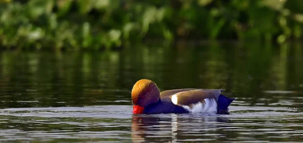Selective Focus Shot Colorful Duck Swimming Lake Blurred Background — Stock Photo, Image