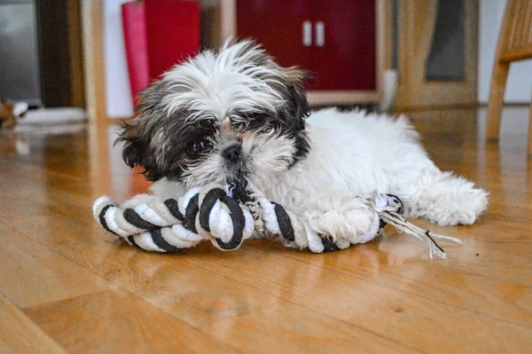 Cachorro Shih Tzu Brincando Com Seu Brinquedo Corda Chão — Fotografia de Stock