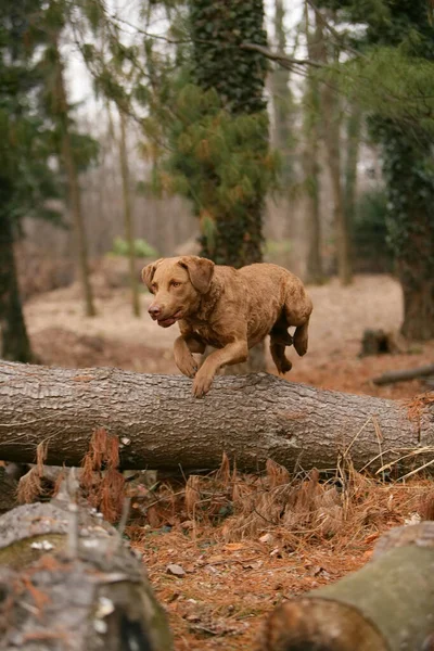 A vertical shot of an endearing typical Chesapeake Bay Retriever dog in the forest