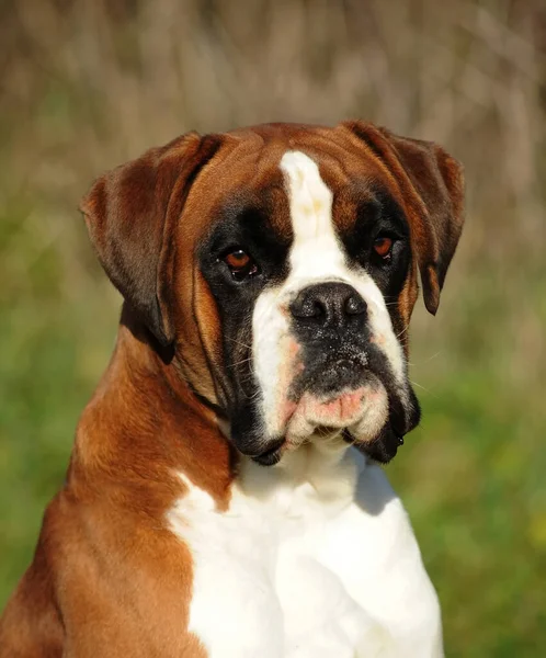 Portrait Adorable Tricolor Boxer Dog Standing Park — Stock Photo, Image