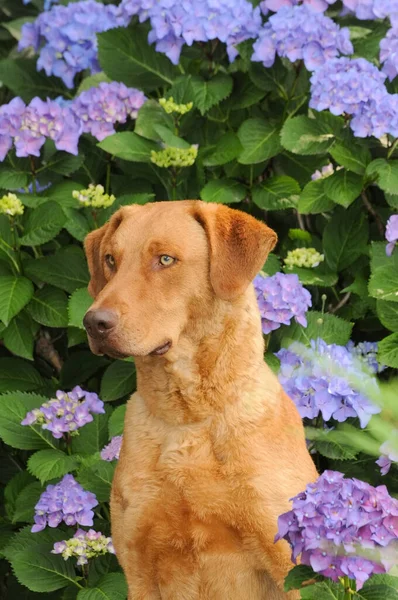 A vertical shot of an adorable typical Chesapeake Bay Retriever surrounded by purple hydrangea flowers