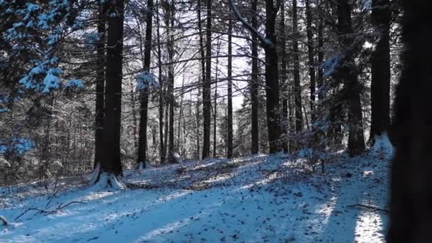 Bosque Invierno Con Árboles Cubiertos Nieve — Vídeo de stock