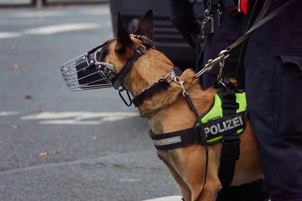 A closeup of a policeman\'s German shepherd dog with a heavy dog harness and a stainless steel muzzle