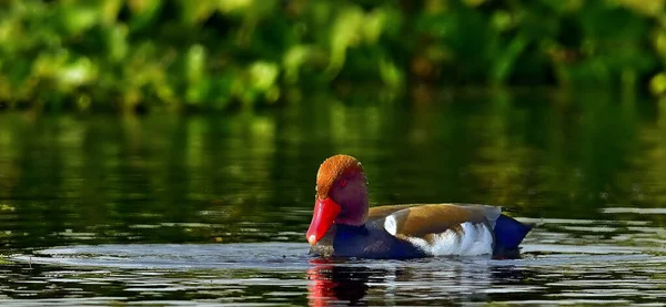 Selective Focus Shot Colorful Duck Swimming Lake Blurred Background — Stock Photo, Image