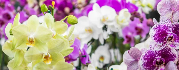 Detailní Záběr Barevných Orchidejí Zahradě — Stock fotografie