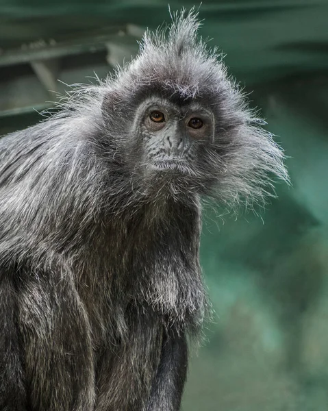 Portrait Funny Silvery Lutung Old World Monkey — Stock Photo, Image