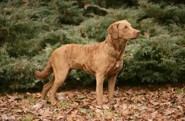 An endearing typical Chesapeake Bay Retriever dog in the forest
