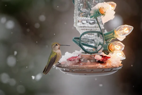 Nahaufnahme Eines Kolibris Auf Der Lampe Einem Verschneiten Tag — Stockfoto
