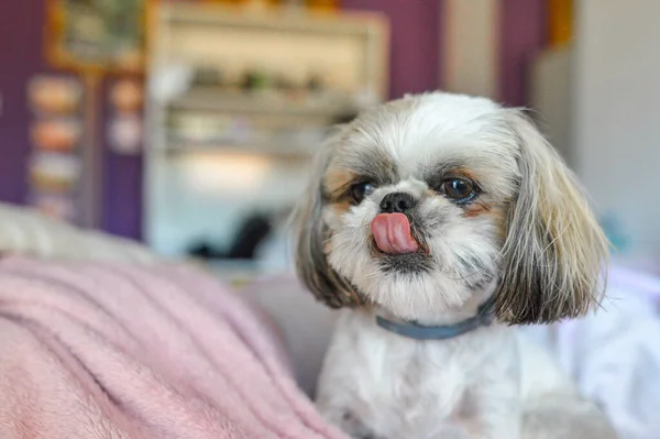 Bir Shih Tzu Köpeği Yatakta Küstahlık Yapıyor — Stok fotoğraf