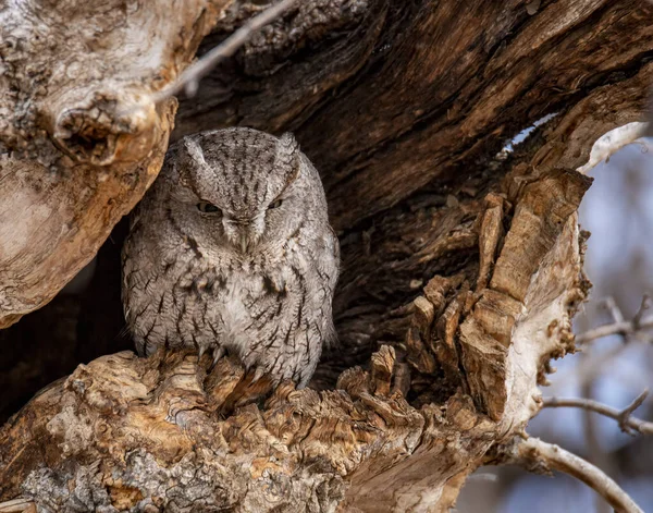 Grey Morph Eastern Screech Owl Roosting Tree Cavity — Stock Photo, Image