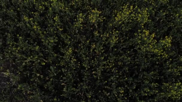 山谷中花园的美丽质感 — 图库视频影像