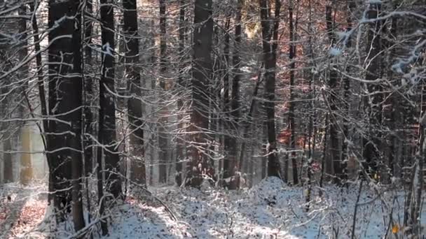 Зимний Лес Заснеженные Деревья Маленькими Белыми Облаками Красивый Фон — стоковое видео