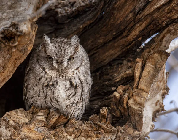 Grey Morph Eastern Screech Owl Roosting Tree Cavity — Stock Photo, Image