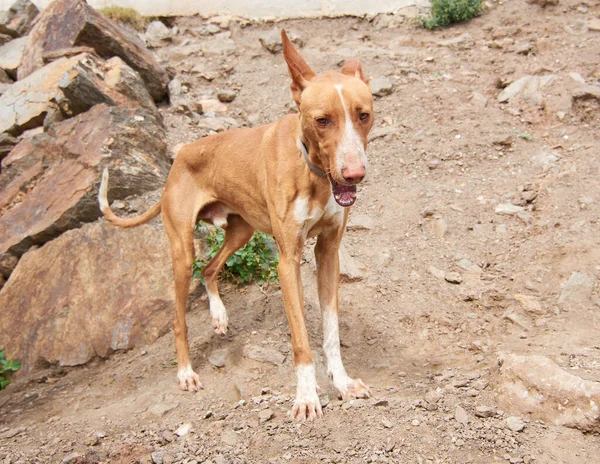 A brown pharaoh hound outdoors