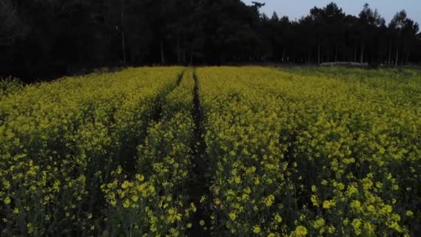 Vista Naturaleza — Vídeo de stock