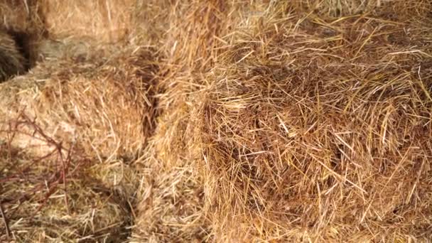 Pile Dry Hay Blocks Wind — Stock Video