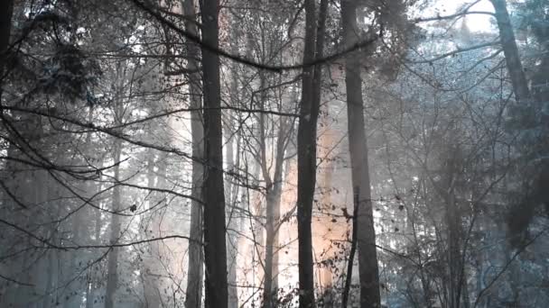 Zasněžený Les Malebný Pohled — Stock video