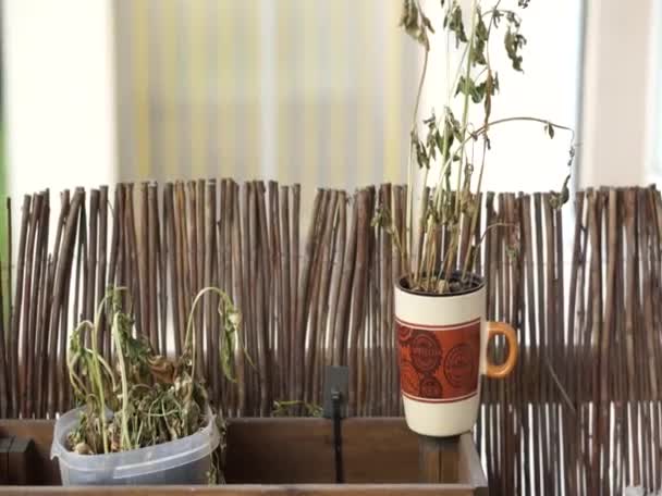 Basilic Vert Mourant Dans Une Tasse Debout Sur Une Étagère — Video