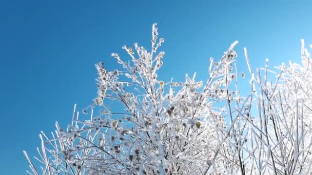 雪に覆われた森の景色 — ストック動画
