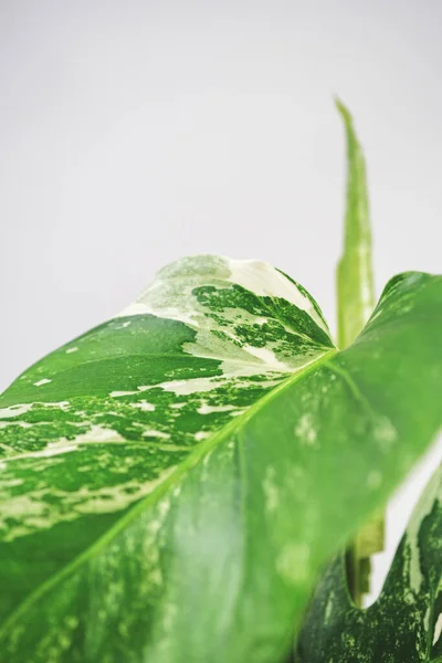 A vertical shot of a Monstera plant leaf, also known as Swiss cheese plant with a white background