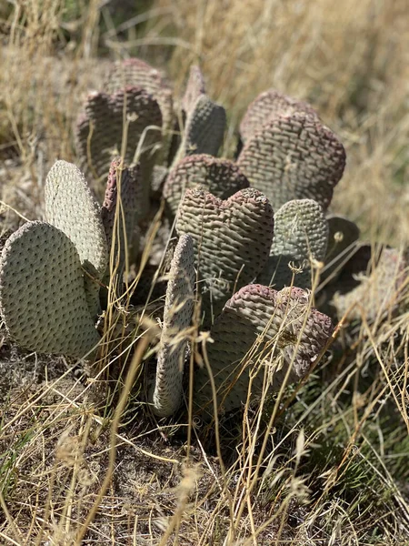 Close Cactos Fundo Arbusto Borrado — Fotografia de Stock