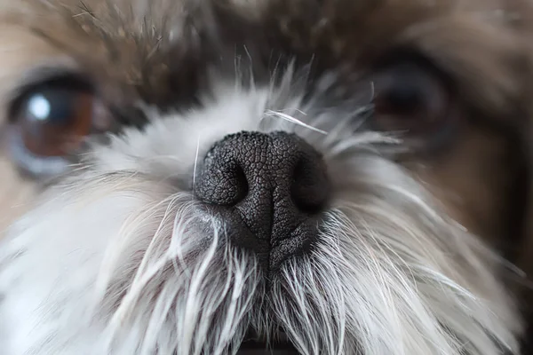 Tiro Enfoque Superficial Nariz Perro Pequeño Sobre Fondo Borroso —  Fotos de Stock