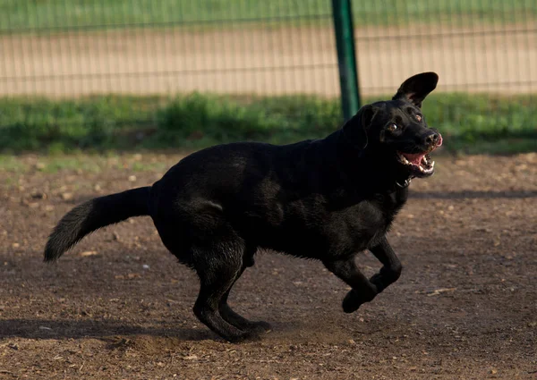 Excited and happy black labrador dog running at high speed in dog park at first light of the day