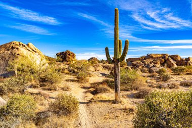 The image shows a trail leading to boulders and by a beautiful saguaro cactus in the desert clipart