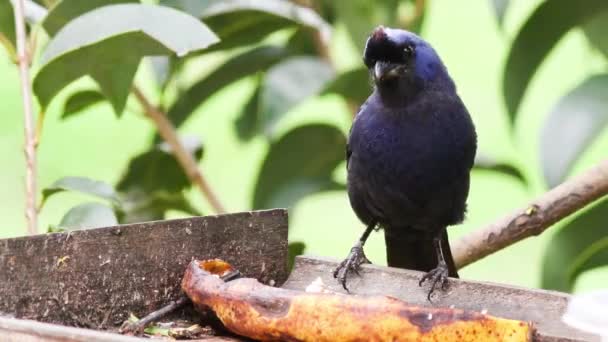 Vue Rapprochée Oiseau Vert Brun — Video