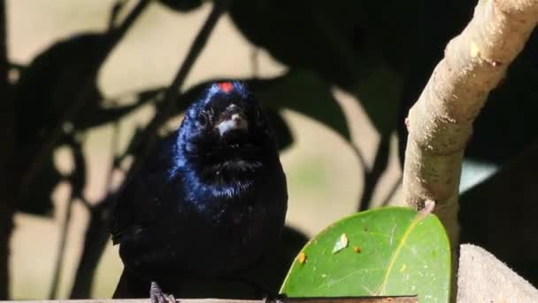 Bir Kuşun Siyah Beyaz Fotoğrafı — Stok video