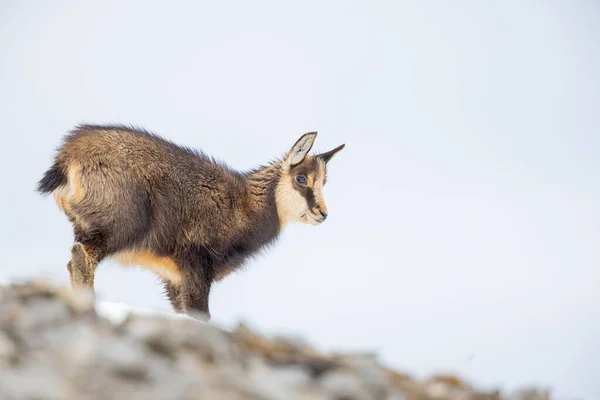 Chamois De Bebe Images Libres De Droit Photos De Chamois De Bebe Depositphotos