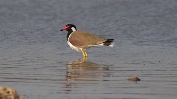 Een Close Shot Van Een Mooie Vogel — Stockvideo