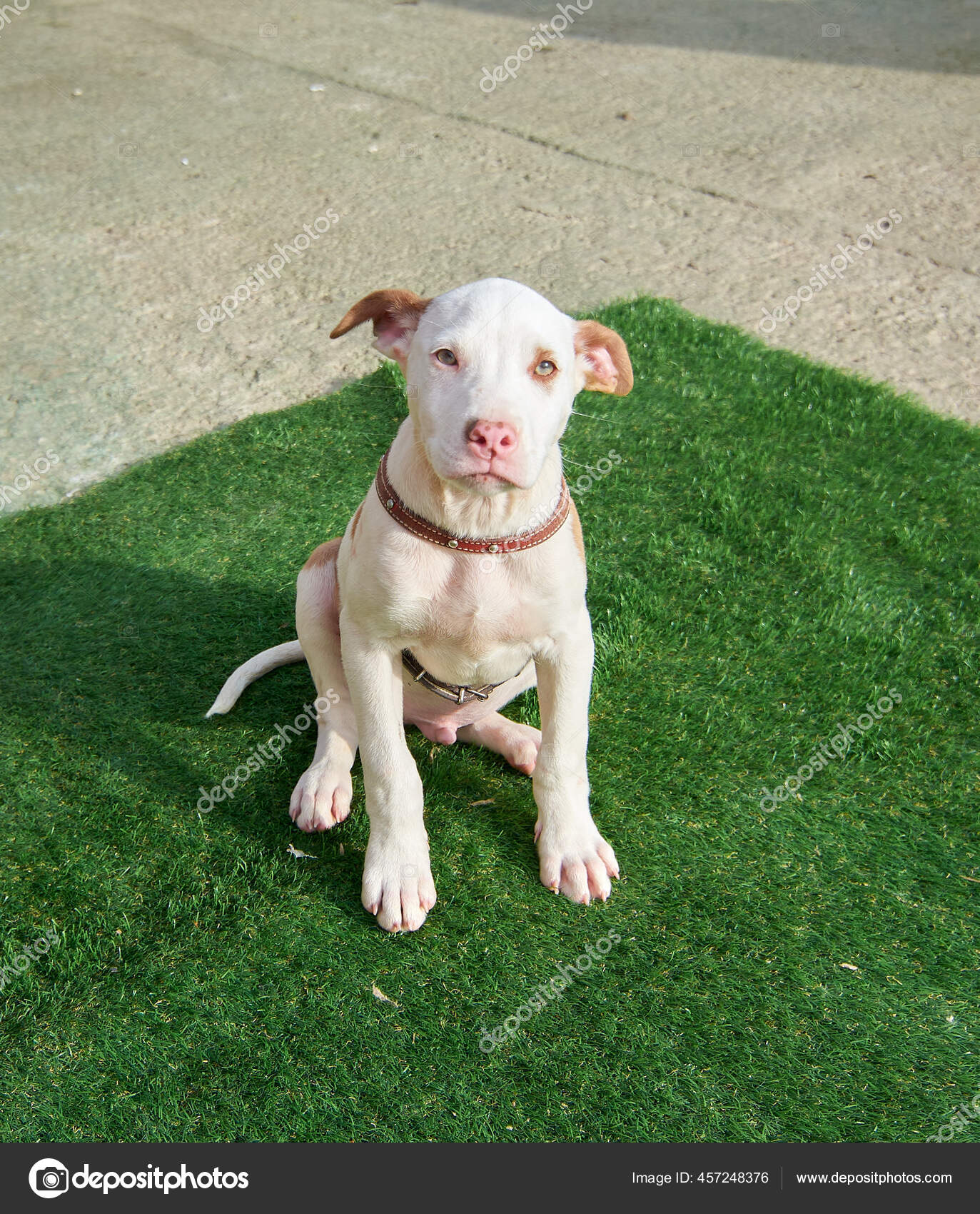 100+] Immagini Dei Cuccioli Di Pitbull | Wallpapers.com, image size:1373x1700